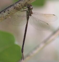 Triacanthagyna trifida