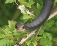 Coluber constrictor paludicola