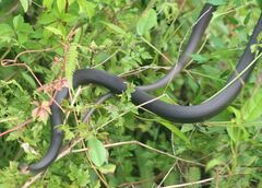 Coluber constrictor paludicola