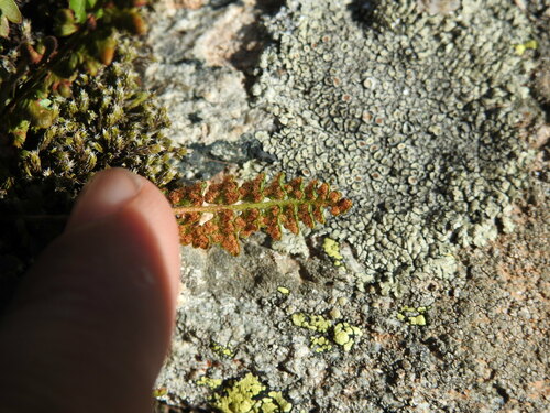 Image of Woodsia alpina by (c) Yves Bas, some rights reserved (CC BY)