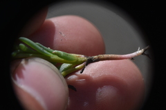 Suaeda calceoliformis