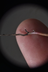 Suaeda calceoliformis