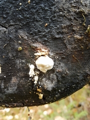 Reticularia lycoperdon