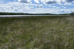 Suaeda calceoliformis