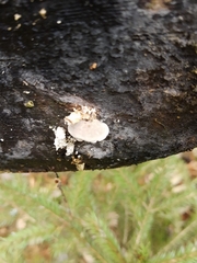 Reticularia lycoperdon