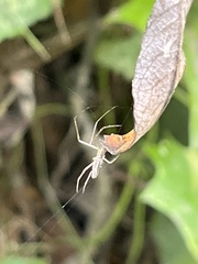 Tetragnathidae