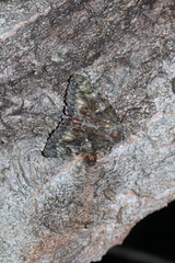 Catocala sponsa