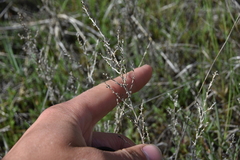 Suaeda calceoliformis