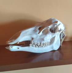 Cervus elaphus elaphus