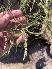 Phyllanthus abnormis