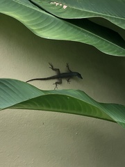Anolis aeneus