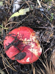 Russula