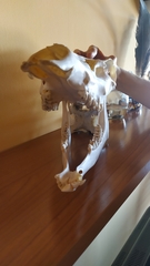 Cervus elaphus elaphus