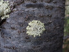 Parmeliopsis ambigua