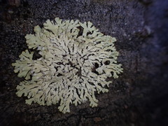 Parmeliopsis ambigua