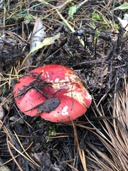 Russula