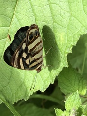 Dynamine postverta mexicana