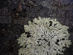 Parmeliopsis ambigua