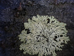 Parmeliopsis ambigua