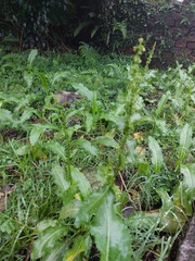 Rumex japonicus