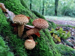 Pholiota squarrosa