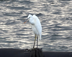 Ardea herodias occidentalis
