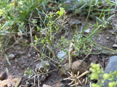 Lepidium densiflorum