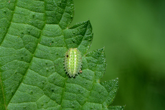 Apoda limacodes
