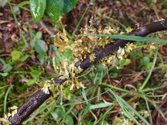 Tuckermanopsis subalpina