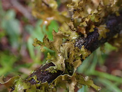 Tuckermanopsis subalpina