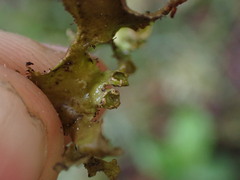 Tuckermanopsis subalpina