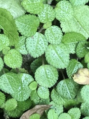 Pilea nummulariifolia