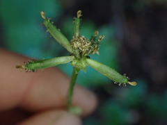 Adenocaulon bicolor