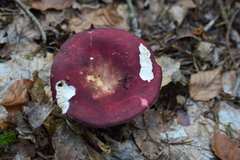 Russula badia
