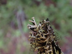 Hypogymnia tubulosa