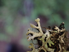 Hypogymnia tubulosa