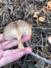 Infundibulicybe gibba