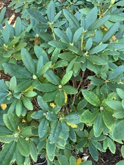 Rhodoreae