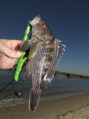 Centropristis striata