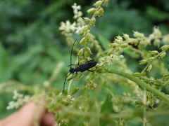 Etorofus obliteratus