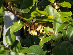 Elaeagnus pungens