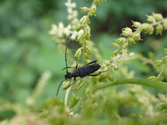 Etorofus obliteratus