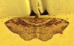 Costaconvexa centrostrigaria