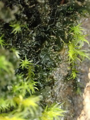 Scytinium lichenoides