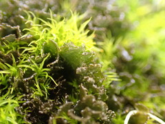 Scytinium lichenoides