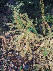 Berberis thunbergii