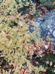 Berberis thunbergii