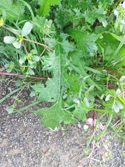 Carduus pycnocephalus