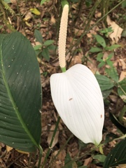 Spathiphyllum wallisii