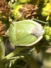 Chlorochroa persimilis